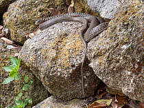 Green whip snake (Hierophis viridiflavus) resting on rocks, Orvieto, Umbria, Italy. June.