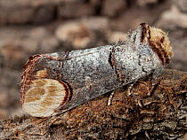 Buff tip moth (Phalera bucephala) camouflaged on tree bark, Podere Montecucco, Umbria, Italy. June.