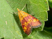 Scarce crimson and gold moth (Pyrausta sanguinalis) resting on a leaf, Orvieto, Umbria, Italy. June.