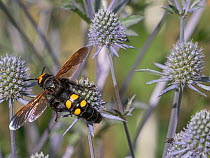 Mammoth wasp (Megascolia maculata) nectaring on flower, Italy. June.