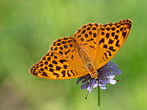 Silver-washed fritillary butterfly (Argynnis paphia) female, nectaring on a flower, Gran Sasso, Umbria, Italy. July.