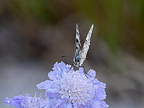 Esper's marbled white butterfly (Melanargia russiae) resting on flower, Campo Imperatore. Abruzzo, Italy. July.