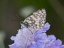 Esper's marbled white butterfly (Melanargia russiae) resting on flower, Campo Imperatore. Abruzzo, Italy. July.