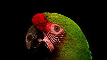 Military macaw (Ara militaris) close up head profile, Parque de las Leyendas, Peru. Endangered. Captive.