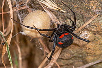 European black widow spider (Latrodectus tredecimguttatus) female, next to egg sac, Tolfa Hills, Lazio, Italy July.