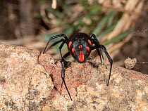 European black widow spider (Latrodectus tredecimguttatus) female, rear view, Tolfa Hills, Lazio, Italy. July.