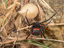 Pair of European black widow spiders (Latrodectus tredecimguttatus)much larger female on right, next to egg sac, Tolfa Hills, Lazio, Italy July.