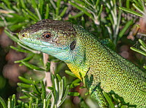 European green lizard (Lacerta viridis) male, head portrait, Podere Montecucco, Orvieto, Umbria, Italy. August.
