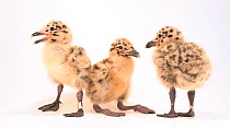 Three Western gull (Larus occidentalis) 10-day-old chicks standing next to each other and interacting, Wildlife Center of the North Coast, USA. Captive.