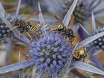Three Paper wasps (Polistes associus) feeding on nectar from Amethyst eryngo (Eryngium amethystinum) flower, Mount Vettore, Sibillini, Umbria, Italy. September.
