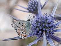 Common blue butterfly (Polyommatus icarus) feeding on nectar from Amethyst eryngo (Eryngium amethystinum) flower, Mount Vettore, Umbria, Italy. September.