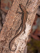 Italian wall lizard (Podarcis siculus) female, resting on tree trunk, Podere Montecucco, Umbria, Italy. September.