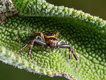 Jumping spider (Euophrys rufibarbis) female, resting on Sage (Salvia officinalis) leaf, Orvieto, Umbria, Italy. May.