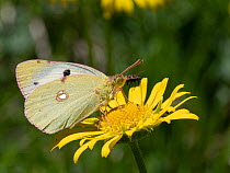 Berger's clouded yellow butterfly (Colias alfacariensis) female, nectaring on flower, Italy. June.