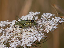 Elegant saddle bush-cricket (Uromenus elegans) resting on flowers, Tolfa Hills, Lazio, Italy. June.