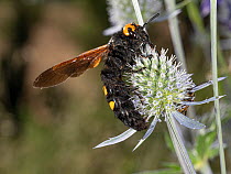 Mammoth wasp (Megascolia maculata) female, the largest wasp in Europe with the female reaching up to 6 centimetres, nectaring on flowerhead, Umbria, Italy. June.
