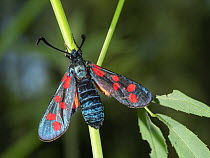 Six-spot burnet moth (Zygaena filipendulae) resting on plant stem, Terni, Umbria, Italy. July.