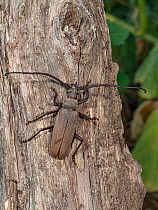 Long-horned beetle (Aegosoma scabricorne) resting on tree trunk, Podere Montecucco, Orvieto, Umbria, Italy. July.