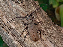 Long-horned beetle (Aegosoma scabricorne) resting on tree trunk, Podere Montecucco, Orvieto, Umbria, Italy. July.