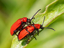 Pair of Scarlet lily beetles (Lilioceris lilii) mating, Podere Montecucco, Orvieto, Umbria, Italy. April.