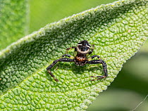 Napoleon spider (Synema globosum) male, resting on a leaf, Orvieto, Umbria, Italy. May.