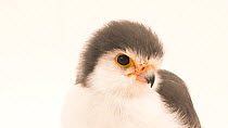 African pygmy falcon (Polihierax semitorquatus) male portrait of head, ABQ BioPark. Captive.