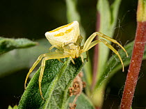 Crab spider (Thomisus onustus) female, resting on leaf waiting for prey, Podere Montecucco, Umbria, Italy. May.