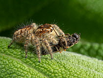 Jumping spider (Euophrys rufibarbis) female,  with insect prey on a Sage (Salvia officinalis) leaf, Orvieto, Umbria, Italy. May.