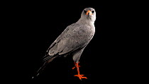 Pale chanting-goshawk (Melierax canorus) profile, North Somerset Bird of Prey Centre. Captive.