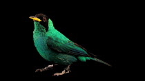 Green honeycreeper (Chlorophanes spiza) male hopping into frame before looking around and vocalising, Miller Park Zoo. Captive.
