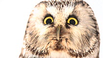 European Tengmalm's owl (Aegolius funereus) close up of face, International Centre for Birds of Prey. Captive.
