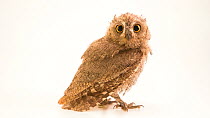 Pallid scops-owl (Otus brucei exiguus) juvenile walking curiously up to the camera, Dubai Falcon Center. Captive.
