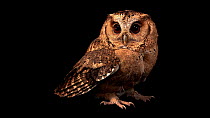 Indian scops-owl (Otus bakkamoena) profile, North Somerset Bird of Prey Centre. Captive.