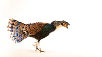 Bornean peacock-pheasant (Polyplectron schleiermacheri) male walking into frame whilst looking around. Endangered. Captive.