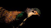 Bornean peacock-pheasant (Polyplectron schleiermacheri) male looking around, Waddesdon Manor Aviaries. Endangered. Captive.
