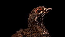 Canada spruce grouse (Falcipennis canadensis canace) male close up portrait, Grouse Park Waterfowl. Captive.
