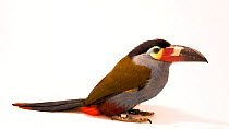 Plate-billed mountain toucan (Andigena laminirostris) profile, Parque de las Leyendas. Captive.
