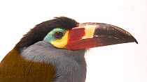 Plate-billed mountain toucan (Andigena laminirostris) close up of head, Parque de las Leyendas. Captive.