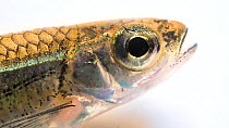 Telescope shiner (Notropis telescopes) close up of head breathing, Conservation Fisheries. Captive.