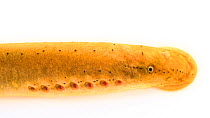 Southern brook lamprey (Ichthyomyzon gagei) mid shot breathing, Goodwater, Alabama. Captive.
