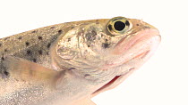 Bonneville cutthroat trout (Oncorhynchus clarkii utah) mid shot of juvenile breathing, Dan Speas Fish Hatchery. Captive