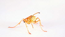 Northern paper wasp (Polistes fuscatus) cleaning itself. Controlled conditions.