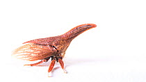 Wide-footed treehopper (Campylenchia latipes) crawling out of frame, Lincoln, Nebraska, USA. Controlled conditions.