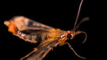 Maple callus borer (Synanthedon acerni) profile, Deerwood, Minnesota. Controlled conditions.