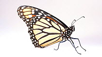 Monarch butterfly (Danaus plexippus) female profile, opening and closing its wings, Lincoln, Nebraska, USA. Controlled conditions.
