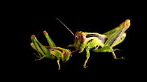 Two Differential grasshopper (Melanoplus differentialis) facing each other with one cleaning itself, Lincoln, Nebraska, USA. Controlled conditions.