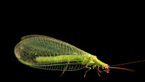 Green lacewing (Chrysopidae family) profile, Lincoln, Nebraska, USA. Controlled conditions.