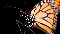 Monarch butterfly (Danaus plexippus) female close up, moving proboscis, Lincoln, Nebraska, USA. Controlled conditions.