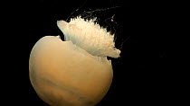 Cannonball jellyfish (Stomolophus meleagris) swimming, Gulf Specimen Marine Lab. Captive.