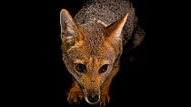 South American grey fox (Lycalopex griseus) looking around before lying down, Santiago Zoo. Captive.